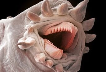 Naon cacing tiasa hirup dina awak manusa