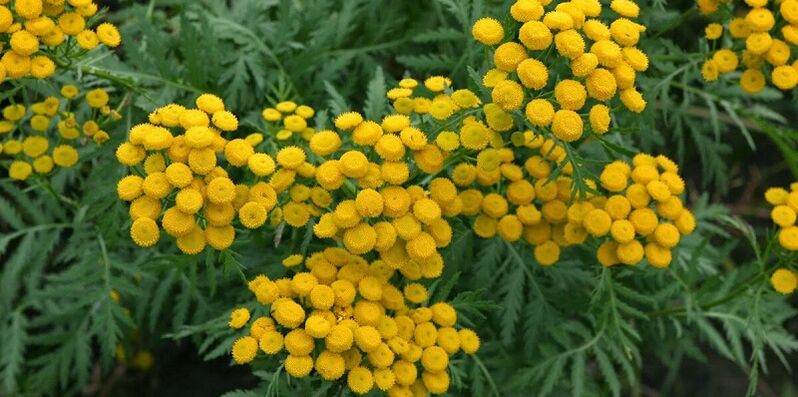 tansy pikeun ngaleungitkeun parasit tina awak