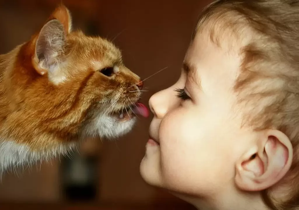 budak lalaki nyium ucing sarta jadi kainfeksi cacing