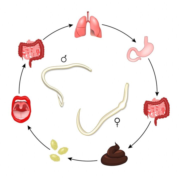 siklus hirup roundworm